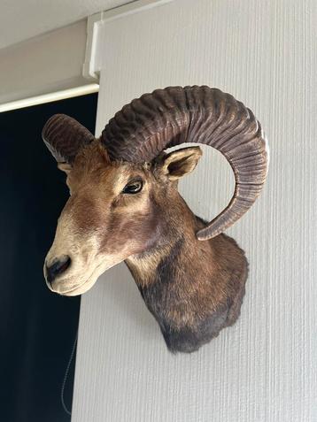 Prachtige Opgezette Moeflon Kop Taxidermie beschikbaar voor biedingen