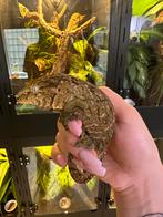 Rhacodactylus leachianus vrouw