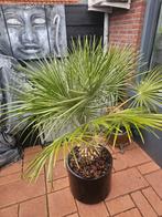 Palmboom, Ophalen, Overige soorten, Volle zon