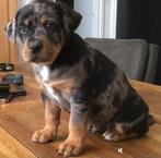 Zeer zeldzame Rottweiler pups kleur Merle blauw, Rabiës (hondsdolheid), 8 tot 15 weken, Meerdere, Meerdere dieren