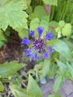 Korenbloem paars, Tuin en Terras, Planten | Tuinplanten, Ophalen, Zomer, Overige soorten