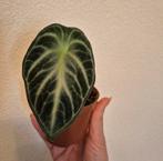 Alocasia ninja, Huis en Inrichting, Kamerplanten, Ophalen of Verzenden, Overige soorten, Minder dan 100 cm