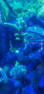 Koraal stekken te koop, Overige typen