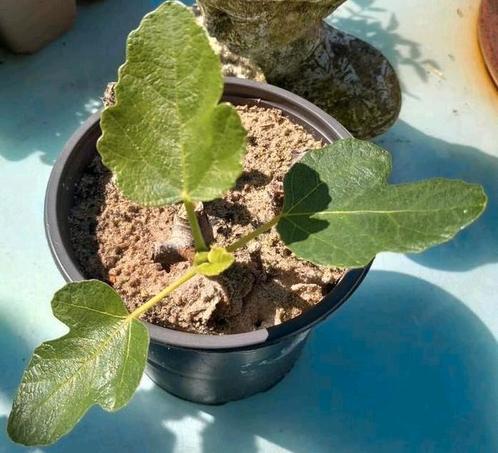 Vijg ..🍀....vanaf, Tuin en Terras, Planten | Fruitbomen, Overige soorten, Ophalen