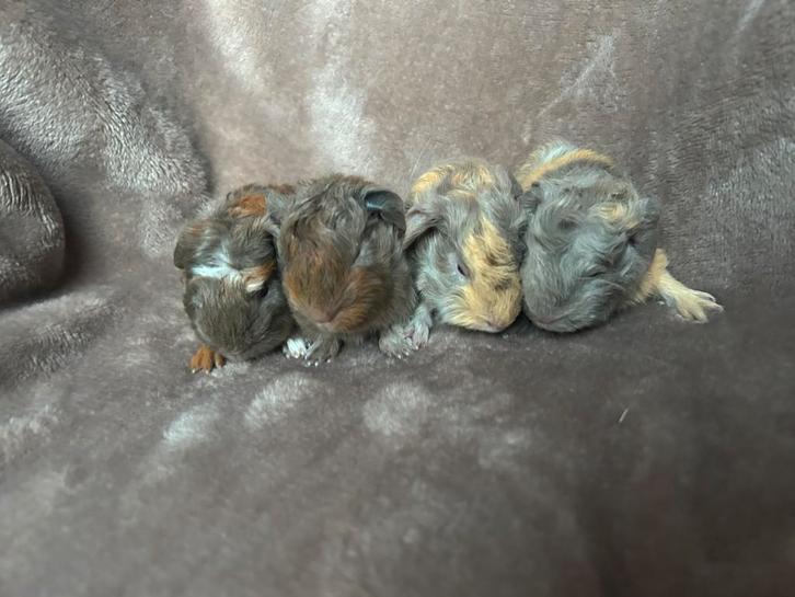 CH-teddy lilac goud wit / lilac saffraan wit, Dieren en Toebehoren, Knaagdieren, Mannelijk, Cavia, November