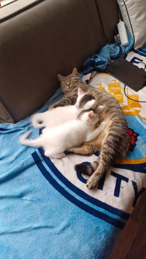 Twee lieve kittens zoeken samen een fijn huis., Dieren en Toebehoren, Katten en Kittens | Overige Katten, Meerdere dieren