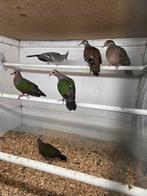 Australische kuif duiven koppels, Dieren en Toebehoren, Meerdere dieren, Overige soorten