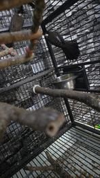 Roodoor buulbuul Himalaya wisselen, Mannelijk, Parkiet, Geringd