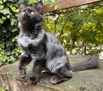 XXL Maine coon kitten poesje beschikbaar €1450 met stamboom, Dieren en Toebehoren, Katten en Kittens | Raskatten | Langhaar, Poes