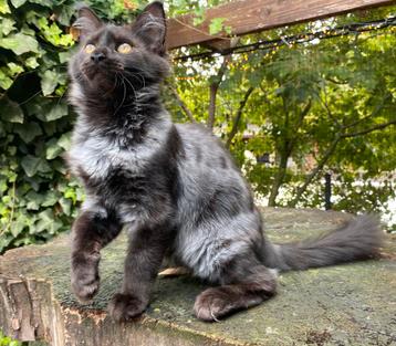 XXL Maine coon kitten poesje beschikbaar €1450 met stamboom beschikbaar voor biedingen
