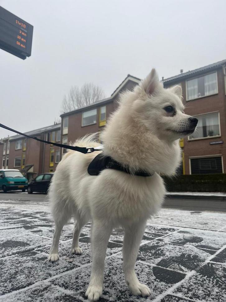 Te koop kruising pommeriaan dwergkeeshond, Dieren en Toebehoren, Honden | Poolhonden, Keeshonden en Oertypen, Reu, Keeshond, Particulier