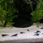 Zeer mooie blue dream garnalen, Dieren en Toebehoren, Vissen | Aquariumvissen, Kreeft, Krab of Garnaal, Zoetwatervis, Schoolvis