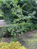 Sierappelboom gratis, Tuin en Terras, Planten | Bomen, Ophalen, 100 tot 250 cm
