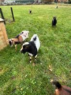Hoorloze dwergbok, Dieren en Toebehoren, Schapen, Geiten en Varkens, Mannelijk, Geit