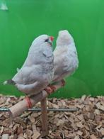 Te koop koppel charcoal masker roodoogen van 2024, Dieren en Toebehoren, Meerdere dieren