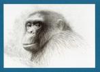 Pentekening Aap Chimpansee Bob door Theo Zwinderman., Ophalen of Verzenden, Zo goed als nieuw
