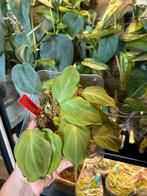Philodendron camposportoanum, plantje uit wetstick, Ophalen of Verzenden, Halfschaduw, Minder dan 100 cm