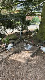 Wyandotte hanen, Dieren en Toebehoren, Pluimvee, Mannelijk, Kip