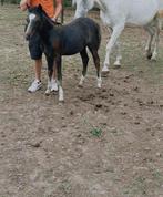 Welsh A pony jaarling, Merrie, 0 tot 2 jaar, Gechipt, B pony (1.17m tot 1.27m)