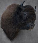 Prachtige opgezette Bizon opgezet taxidermie nieuw, Ophalen, Nieuw, Wild dier, Opgezet dier