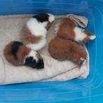 Us teddy cavia, Dieren en Toebehoren, Knaagdieren, Juli, Meerdere dieren, Cavia