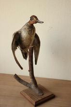 Taxidermie opgezette eend, Verzamelen, Dierenverzamelingen, Ophalen of Verzenden, Gebruikt, Vogel, Opgezet dier