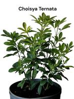 Choisya ternata Tuincentrum kwaliteit 2 Ltr., Ophalen