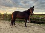 DEZE WEEK OPHALEN €2900,- 4- jarige KWPN project merrie, Dieren en Toebehoren, Paarden, Merrie, Dressuurpaard, Gechipt, 3 tot 6 jaar