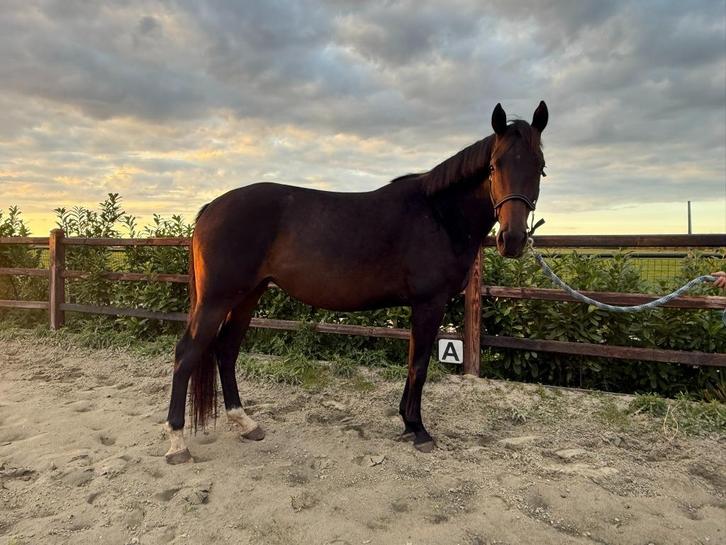 DEZE WEEK OPHALEN €2900,- 4- jarige KWPN project merrie, Dieren en Toebehoren, Paarden, Merrie, Onbeleerd, 160 tot 165 cm, 3 tot 6 jaar
