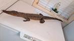 Prachtige Opgezette Krokodil! TAXIDERMIE, Verzamelen, Dierenverzamelingen, Ophalen of Verzenden, Zo goed als nieuw, Opgezet dier