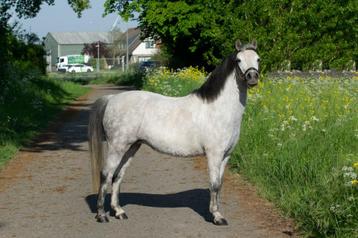 Lieve 7-jarige Welsh A pony beschikbaar voor biedingen