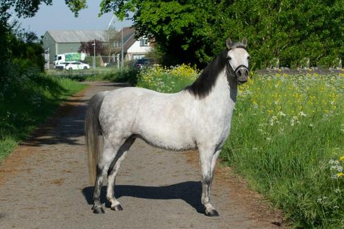 Lieve 7-jarige Welsh A pony, Dieren en Toebehoren, Pony's, Merrie, B, B pony (1.17m tot 1.27m), Recreatiepony, 7 tot 10 jaar, Met stamboom