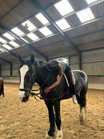 Verzorger aangeboden/verzorger gezocht, Dieren en Toebehoren, Paarden en Pony's | Verzorgingsproducten, Ophalen of Verzenden, Nieuw