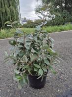 Olijfwilg haagplanten potgekweekt 40-60 cm, Ophalen of Verzenden, Overige soorten, Haag, Minder dan 100 cm