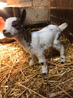 Dwerggeiten  flessen bokje., Dieren en Toebehoren, Mannelijk, Geit