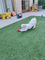 Nieuw huisje gezocht voor deze leukerd!, Dieren en Toebehoren, Honden | Chihuahua's en Gezelschapshonden, 6 jaar of ouder, Eén hond
