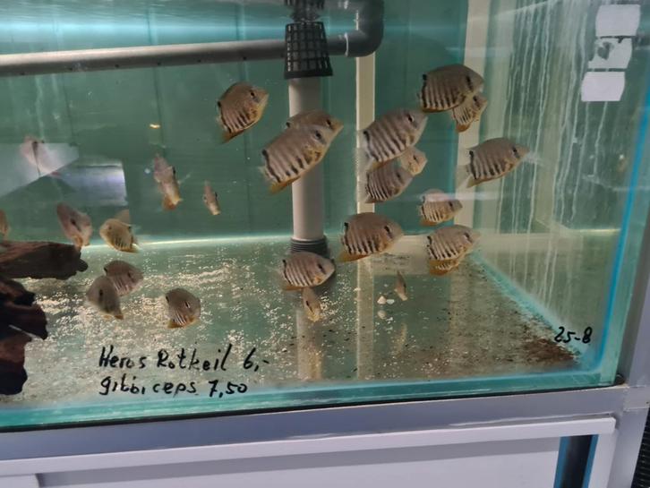 Heros Rotkeil Cichliden, Dieren en Toebehoren, Vissen | Aquariumvissen, Zoetwatervis, Vis