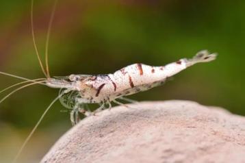 Witte Zebra Sulawesi - Caridina sp. beschikbaar voor biedingen