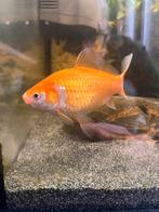 Goudvis gratis afhalen, Dieren en Toebehoren, Vis