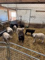 Fokrammen, Dieren en Toebehoren, Schapen, Geiten en Varkens, Mannelijk, Schaap