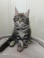Maincoon kittens  ( poesje) laatse, Dieren en Toebehoren, Katten en Kittens | Raskatten | Langhaar, Poes, Ontwormd