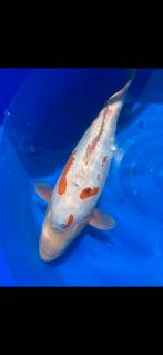 (23) Koi / Koi karper -  49 cm., Karper of Koi