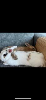 Nieuw huisje gezocht, Dieren en Toebehoren, Meerdere dieren