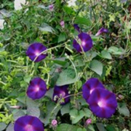 Zaden Ipomoea Kniola's Black, Tuin en Terras, Bloembollen en Zaden, Volle zon, Verzenden