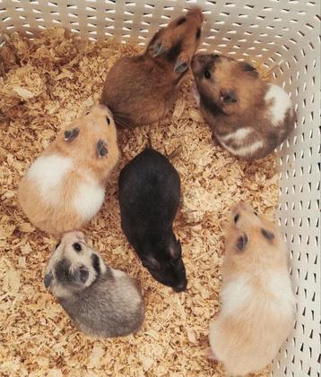 Lieve jonge handtamme goudhamsters kinderen gewend  beschikbaar voor biedingen