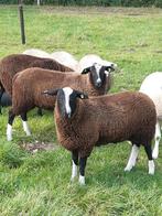 Te koop zwartbles dekrammen, Dieren en Toebehoren, Schapen, Geiten en Varkens, Mannelijk, Schaap