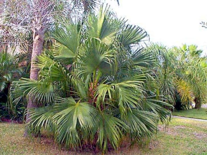 10 x Livistona Chinensis palm boom zaden, Tuin en Terras, Bloembollen en Zaden, Zaad, Gehele jaar, Ophalen