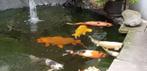 Koi karper, Dieren en Toebehoren, Karper of Koi