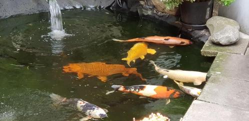Koi karper, Dieren en Toebehoren, Vissen | Vijvervissen, Karper of Koi
