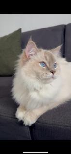 Ragdoll poes 2 jaar oud, Poes, Gechipt